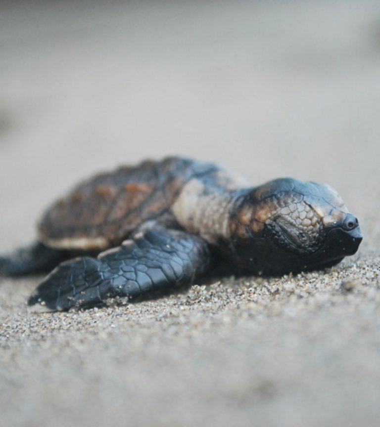 Central-Americas-Forgotten-Turtles-768x864