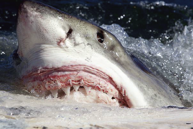 White Shark Carcharodon