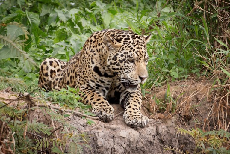 Jaguar, facts and photos