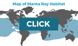 Manta Ray map