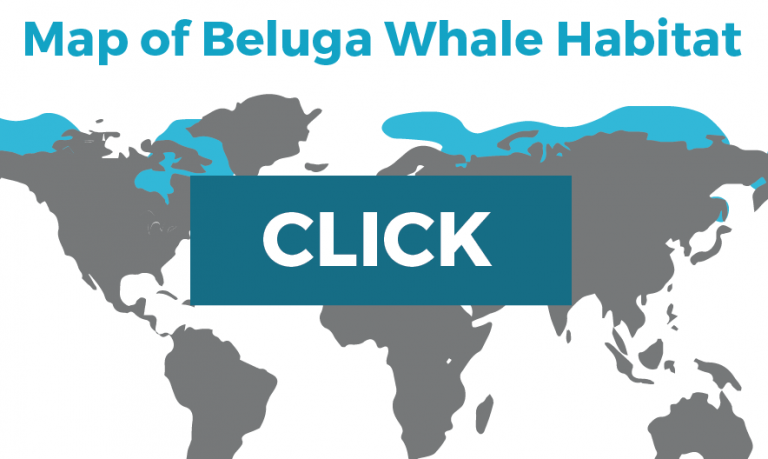 beluga map