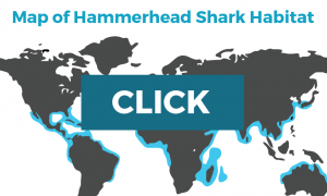 map of hammerhead sharks