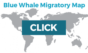 blue whale migration map