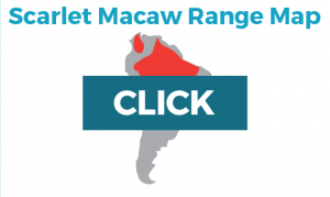 Scarlet Macaw Habitat