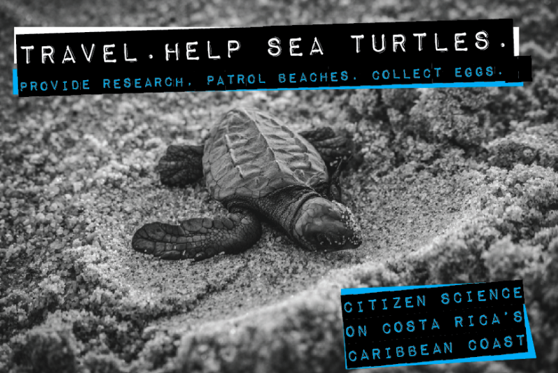 Image of sea turtle volunteering program in Costa Rica