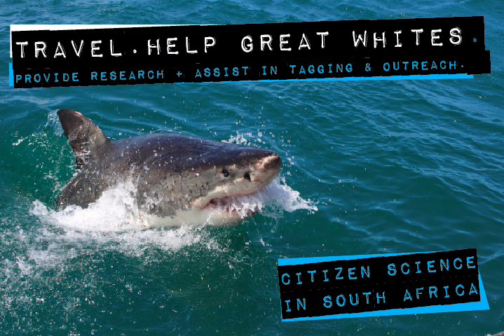 Image of Great White Shark Volunteering programs