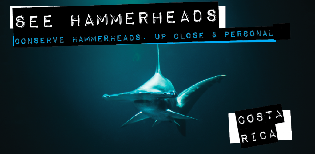 Image of Hammerhead Shark in wild