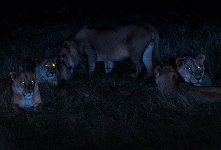 african lion safari google maps