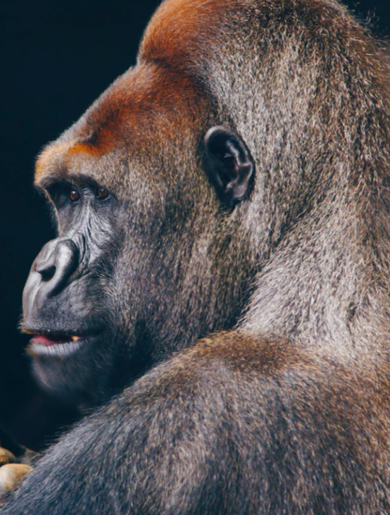 Image of gorilla head