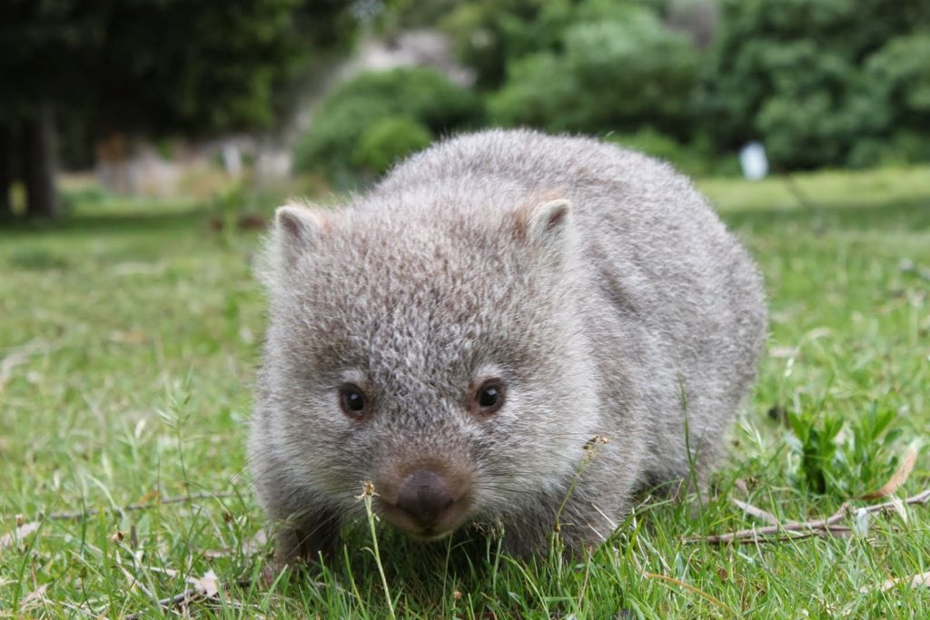 Image of Wombat