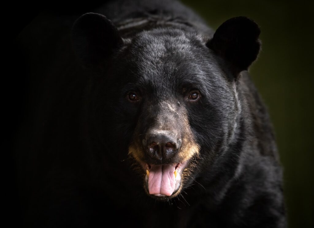 A close look to Black Bears