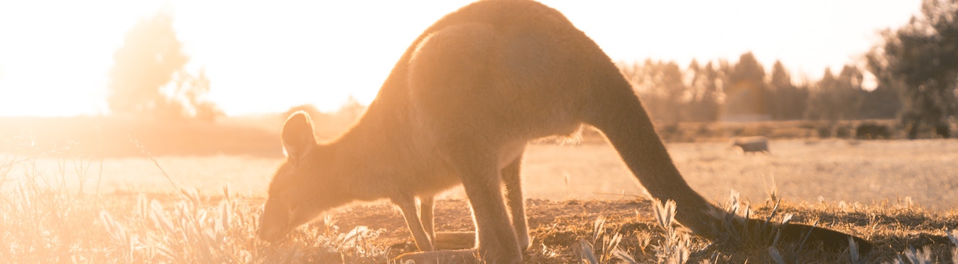Kangaroo Facts | Fast Facts about Kangaroos | SEEtheWILD