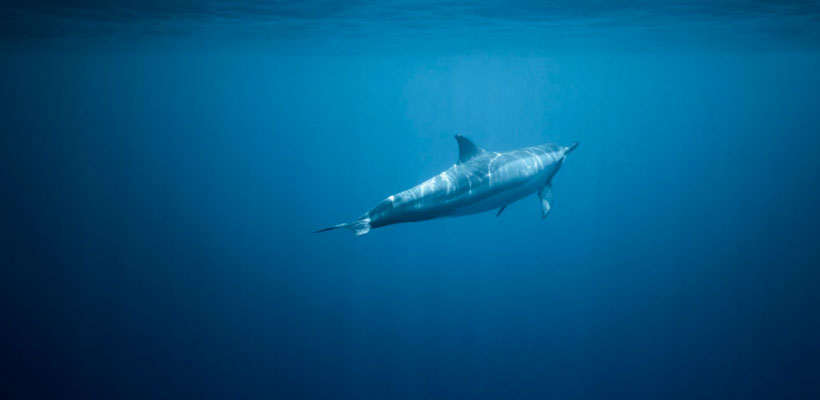 image of dolphin