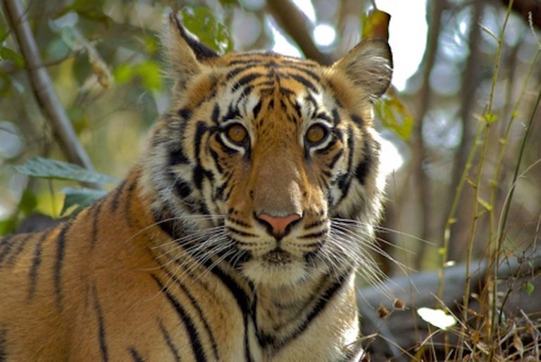 Tiger Facts And What Makes Them So Special And Dangerous