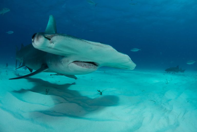 Great Hammerhead Shark: Characteristics, Threats, and Conservation Efforts
