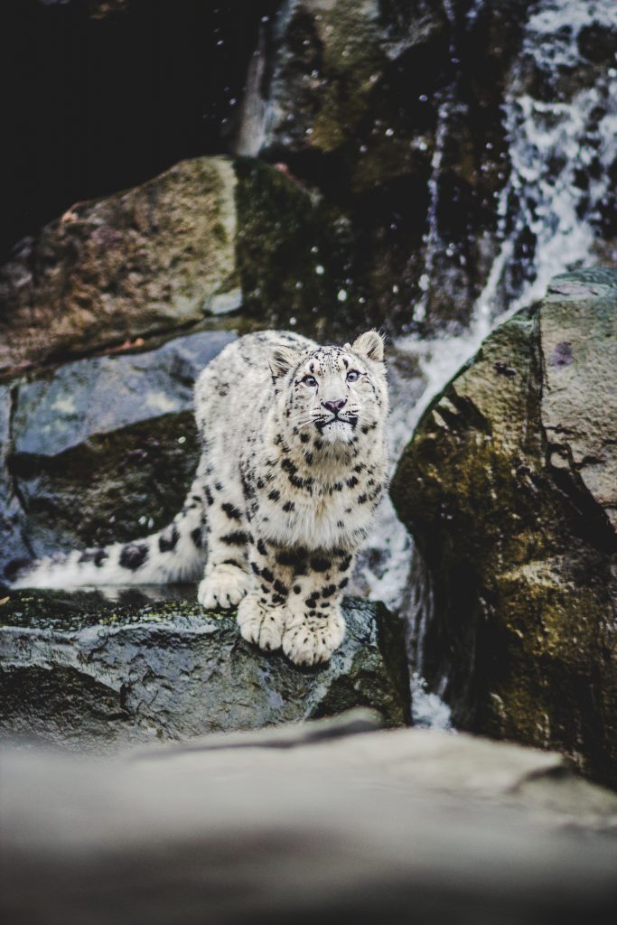 Snow leopard in the wild