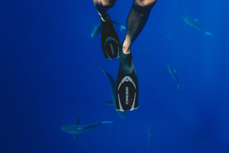Best places to swim with sharks
