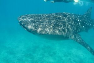 View Current Whale Shark Map and Habitat Range