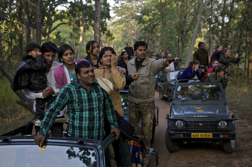 Tourist Photographing Tigers Inside Of Bandhavgarh Tiger Reserve   1408643533876 