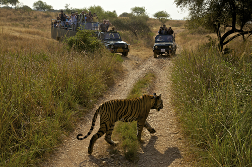 A tigress moves past tourist caravans in Ranthanbhore National Park,India.