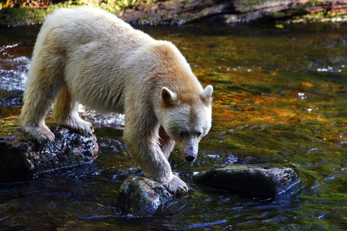 image of spirit bear