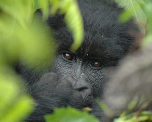 image of gorilla in uganda