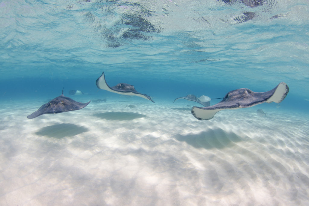 Wildlife grand cayman island