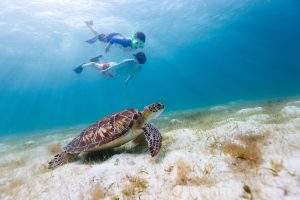 kids swimming with a hawksbill sea turtle on a top family-friendly vacation