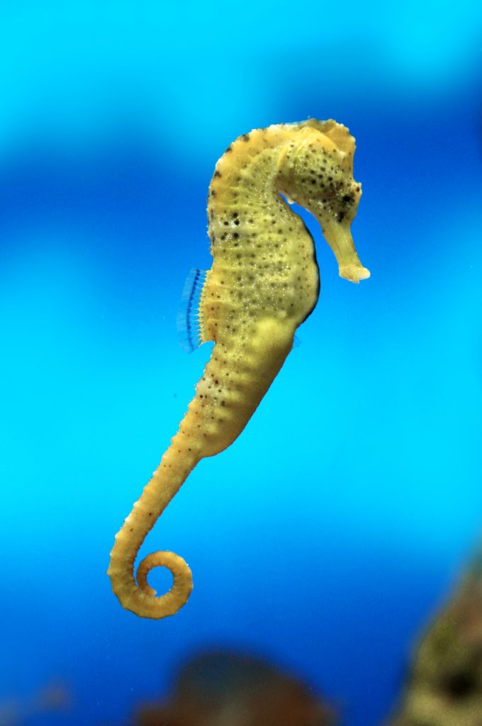 Sea Horse in water