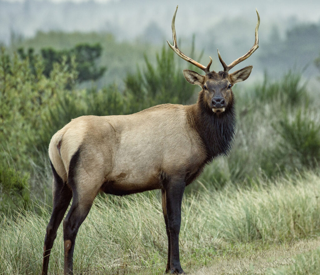 Gearhart Oregon Wildlife