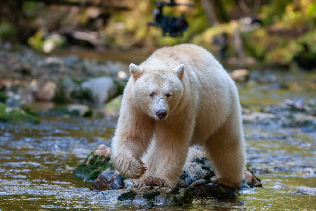 Wildlife of Great Bear Rainforest