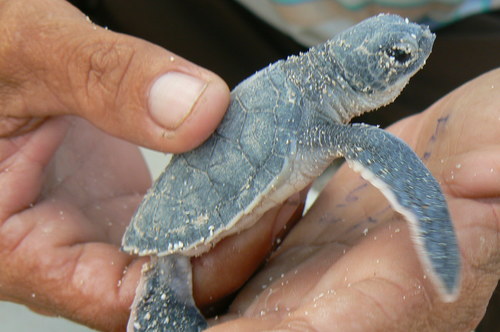 Baby Sea Turtle