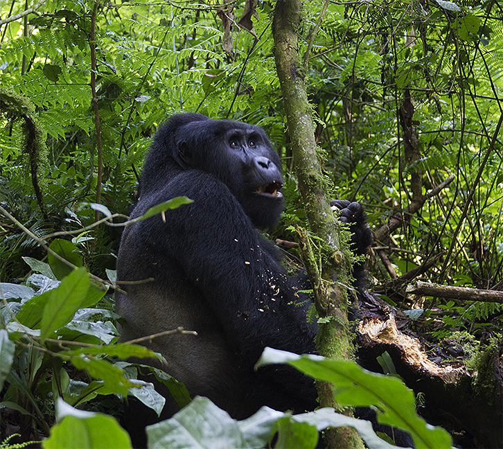 gorilla head