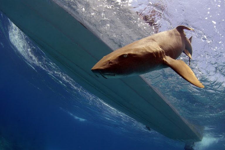 nurse sharks released