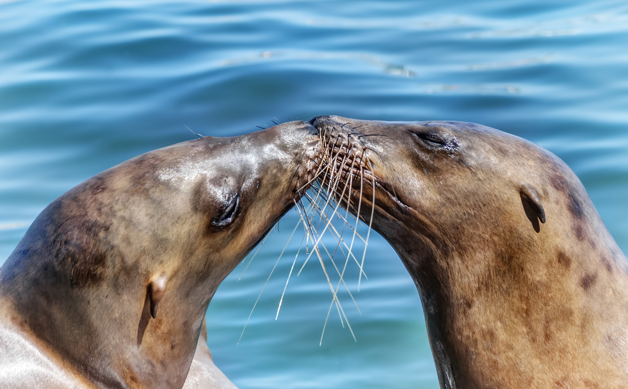 Discover The Wildlife Of Santa Cruz County California