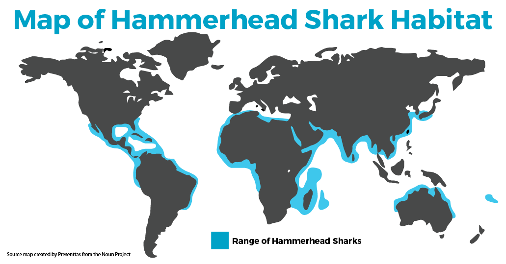 Hammerhead Shark Habitat By SEEtheWILD Wildlife Conservation