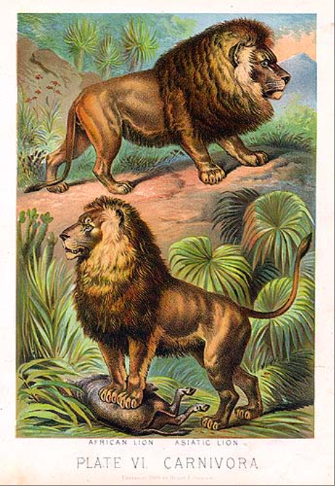 Illustration of lions