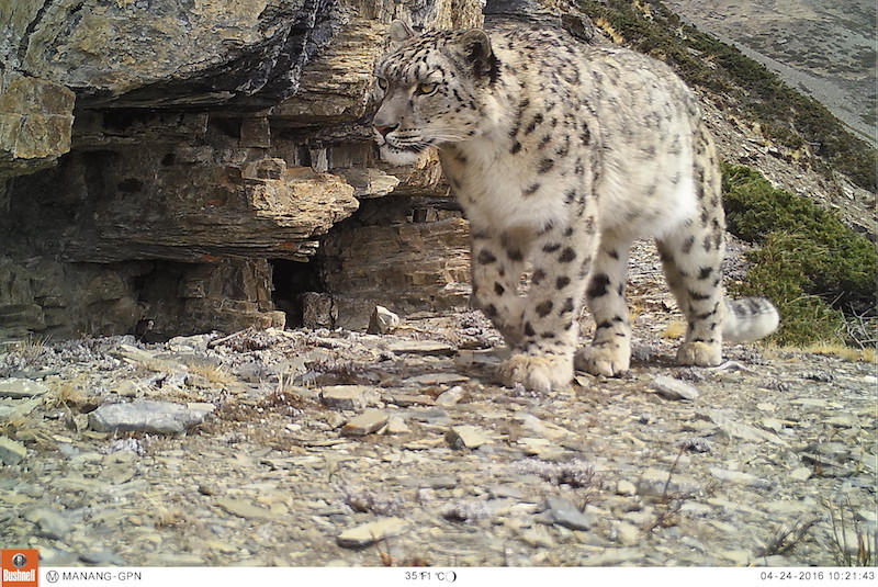 camouflage snow leopard