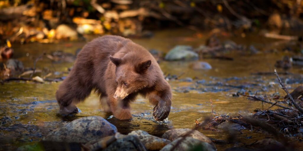 Bear Wildlife of Lake Tahoe | See the Wild