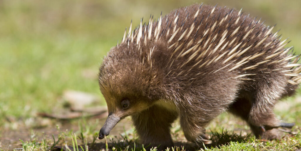 Wildlife in Margaret River