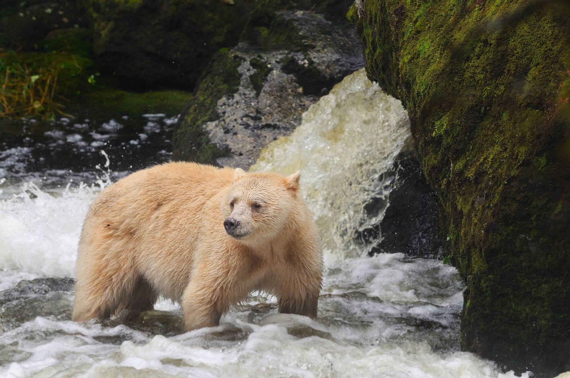 Interesting Spirit Bear Facts & The Threats to Their Populations