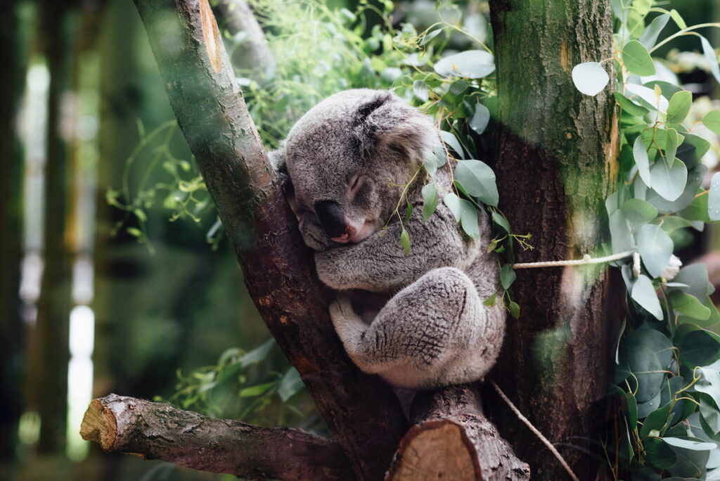 Koala in Brisbane Santuary