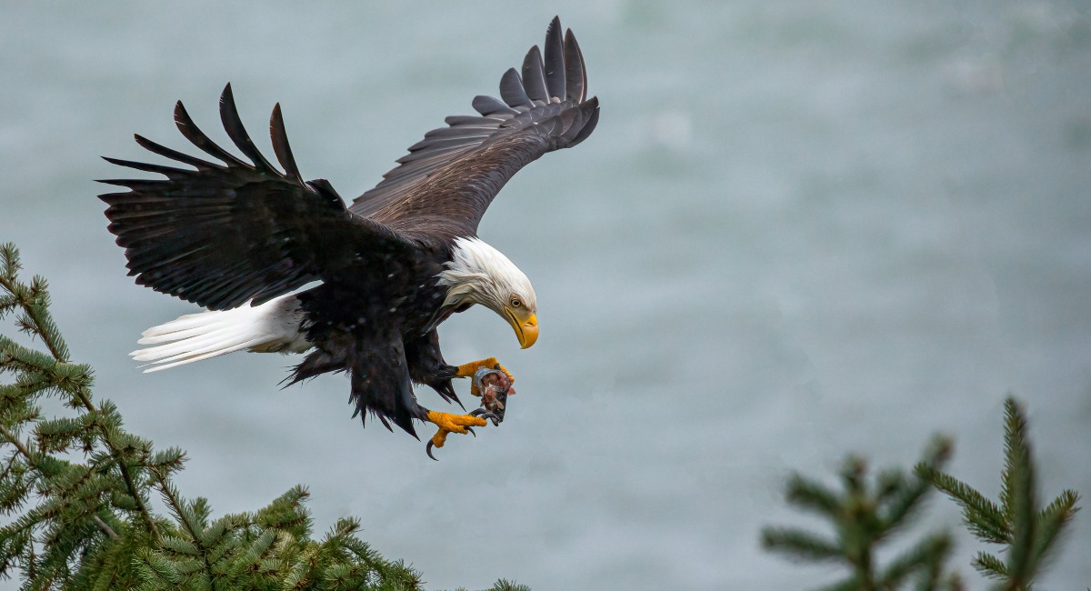 Bald eagle descending on a pine tree with prey in its talons, showcasing its majestic flight and powerful grasp, set against a blurred backdrop of the Oregon Coast