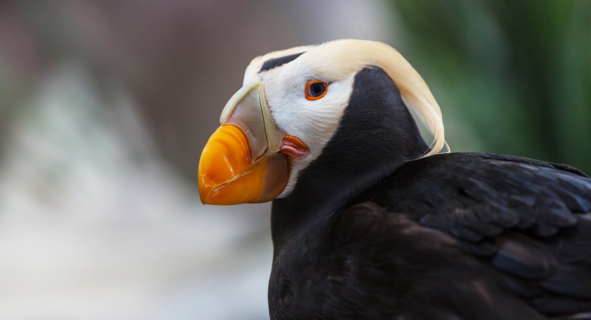 Close-up of a Tufted Puffin with a colorful beak and bright orange eyes, set against a soft-focus background