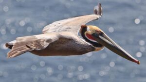 brown pelican