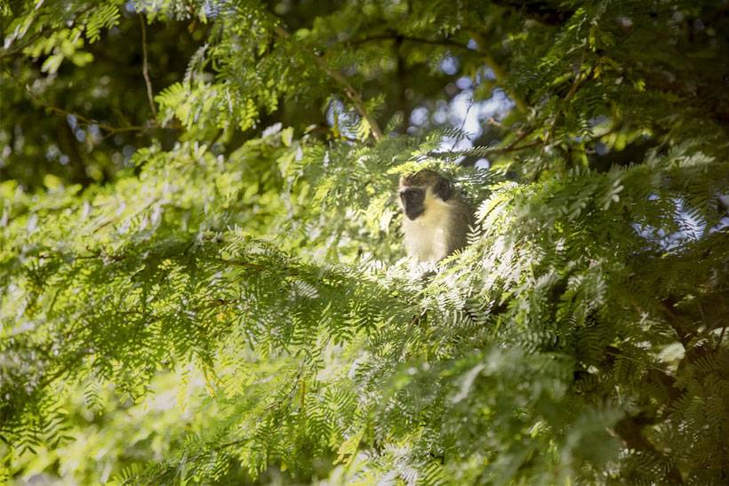 See the green monkeys on Barbados