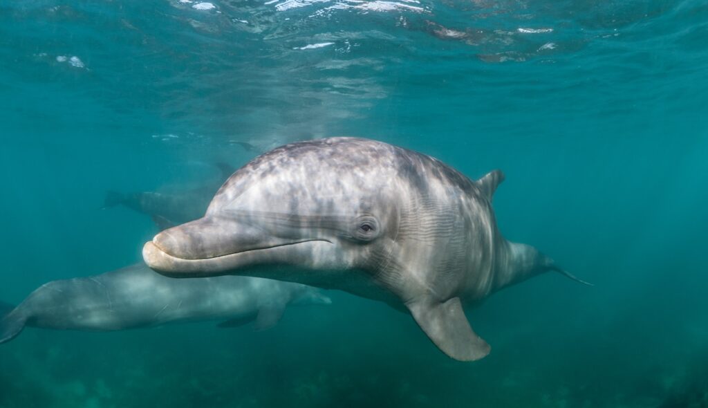 A beautiful shot of a Common bottlenose dolphin living his best life under the sea