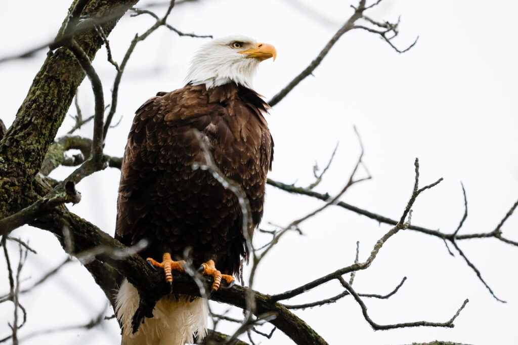 Closeup of a Bald Eagle