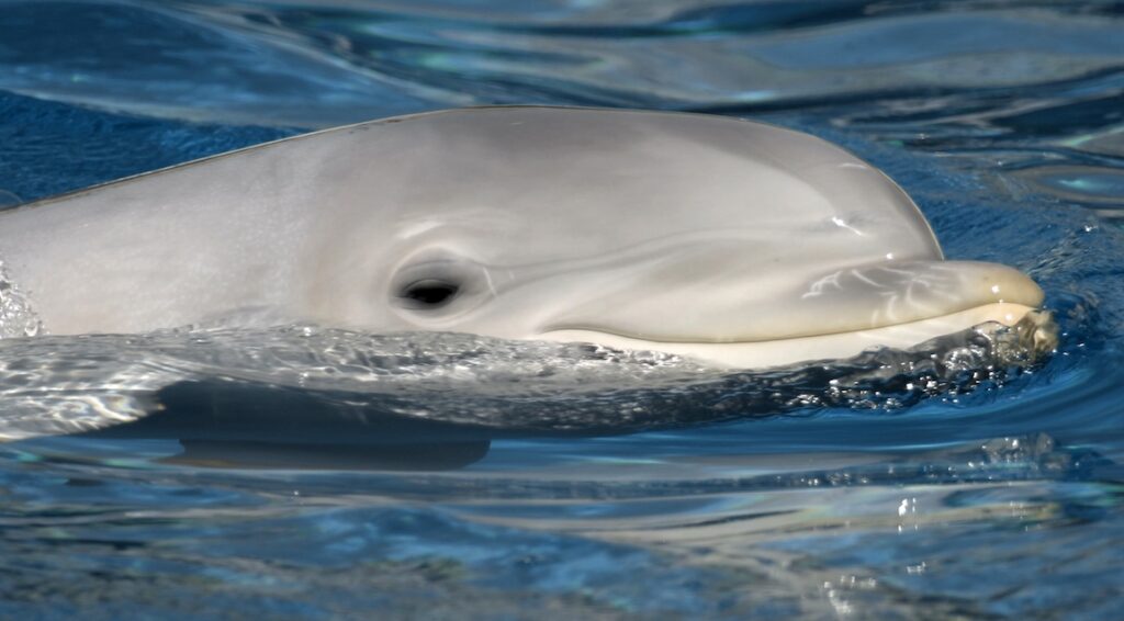 Dolphin, Common bottlenose Dolphin, Tursiops truncatus
