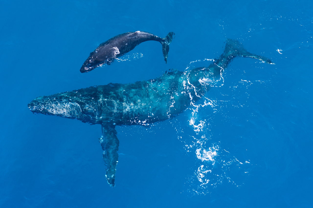 Pod of whales swimming together in a vibrant marine habitat